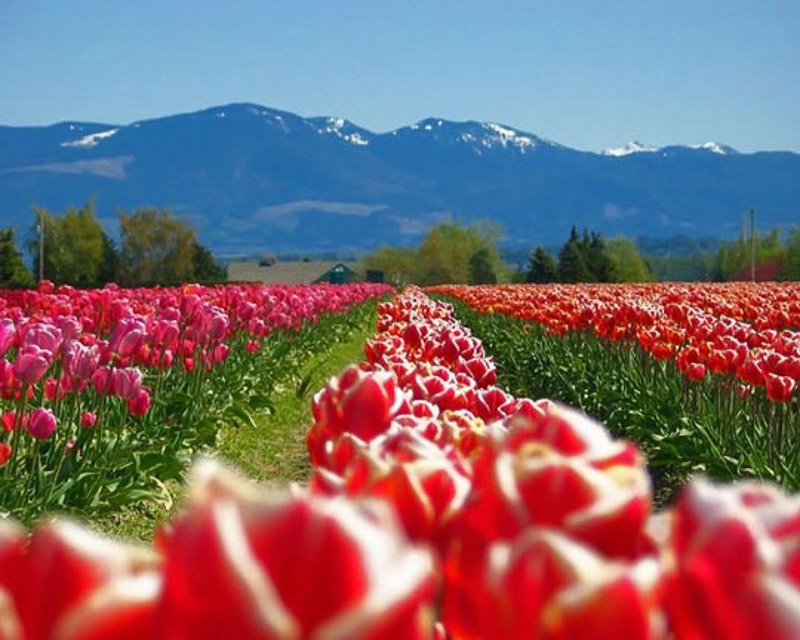 Mount Vernon Tulip Valley
